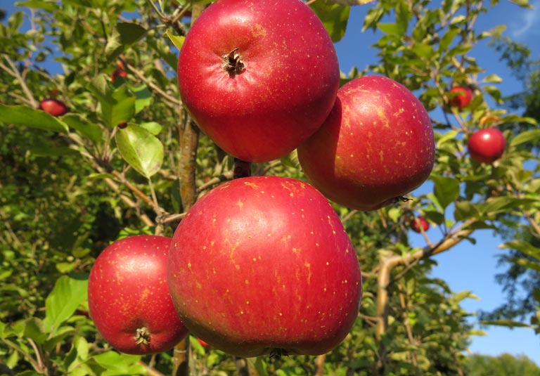 Fruit Orchards » The Christopher Farm & Gardens