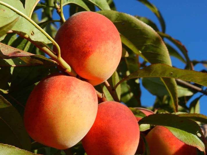 Fruit Orchards » The Christopher Farm & Gardens