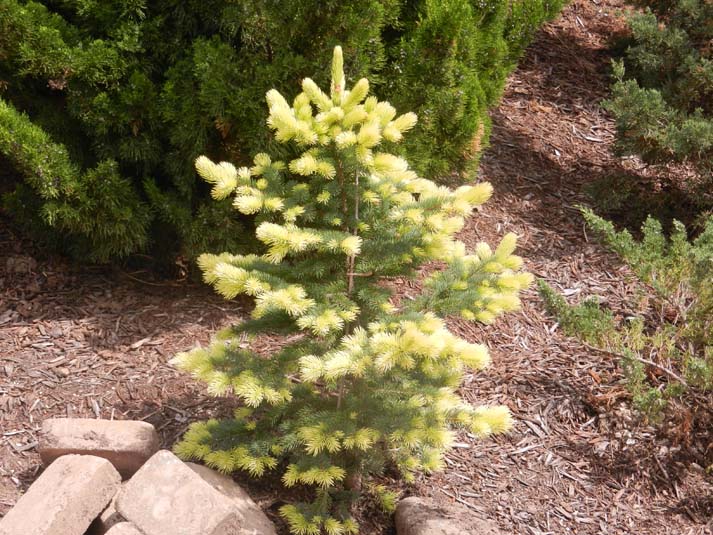 Conifer Specimen Garden » The Christopher Farm & Gardens