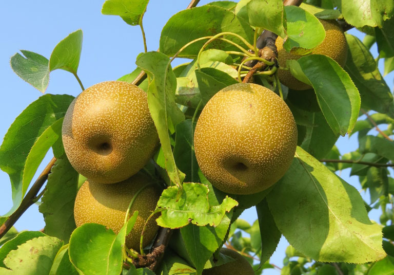 Fruit Orchards » The Christopher Farm & Gardens