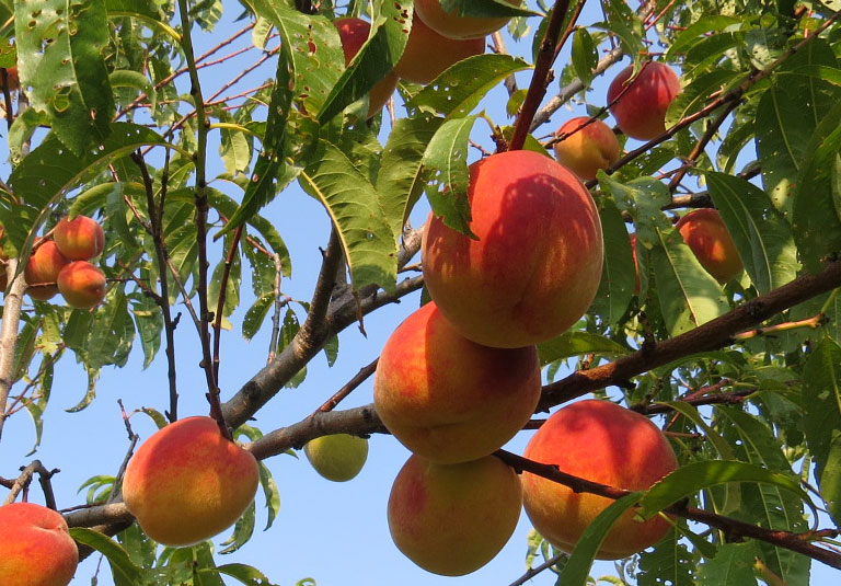 Fruit Orchards » The Christopher Farm & Gardens