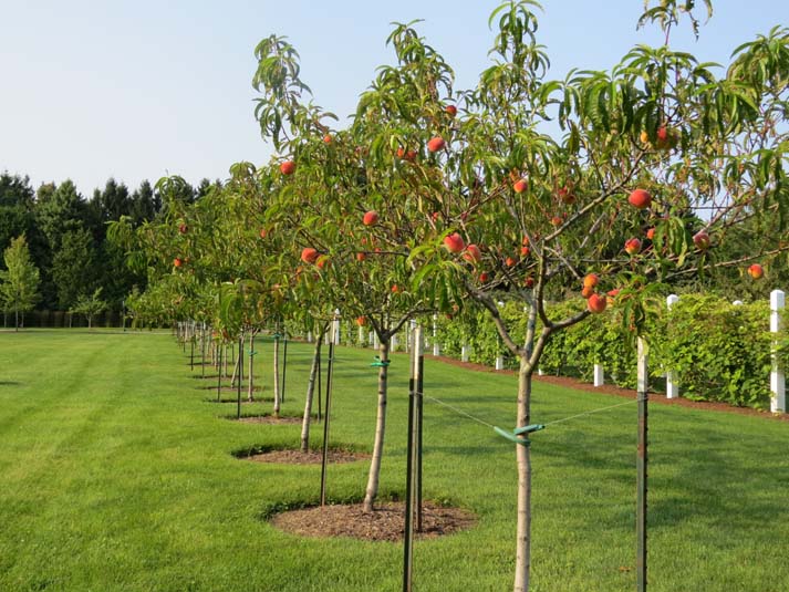 Fruit Orchards » The Christopher Farm & Gardens