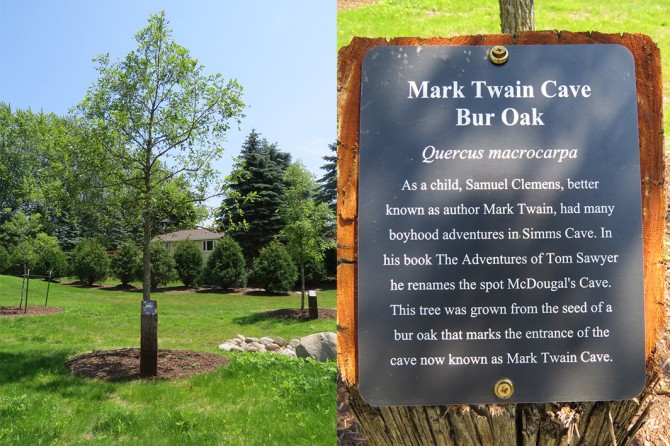 Mark Twain Bur Oak