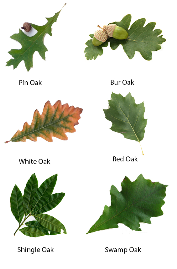 acorn oak leaf preserve the christopher farm gardens oak leaf chart