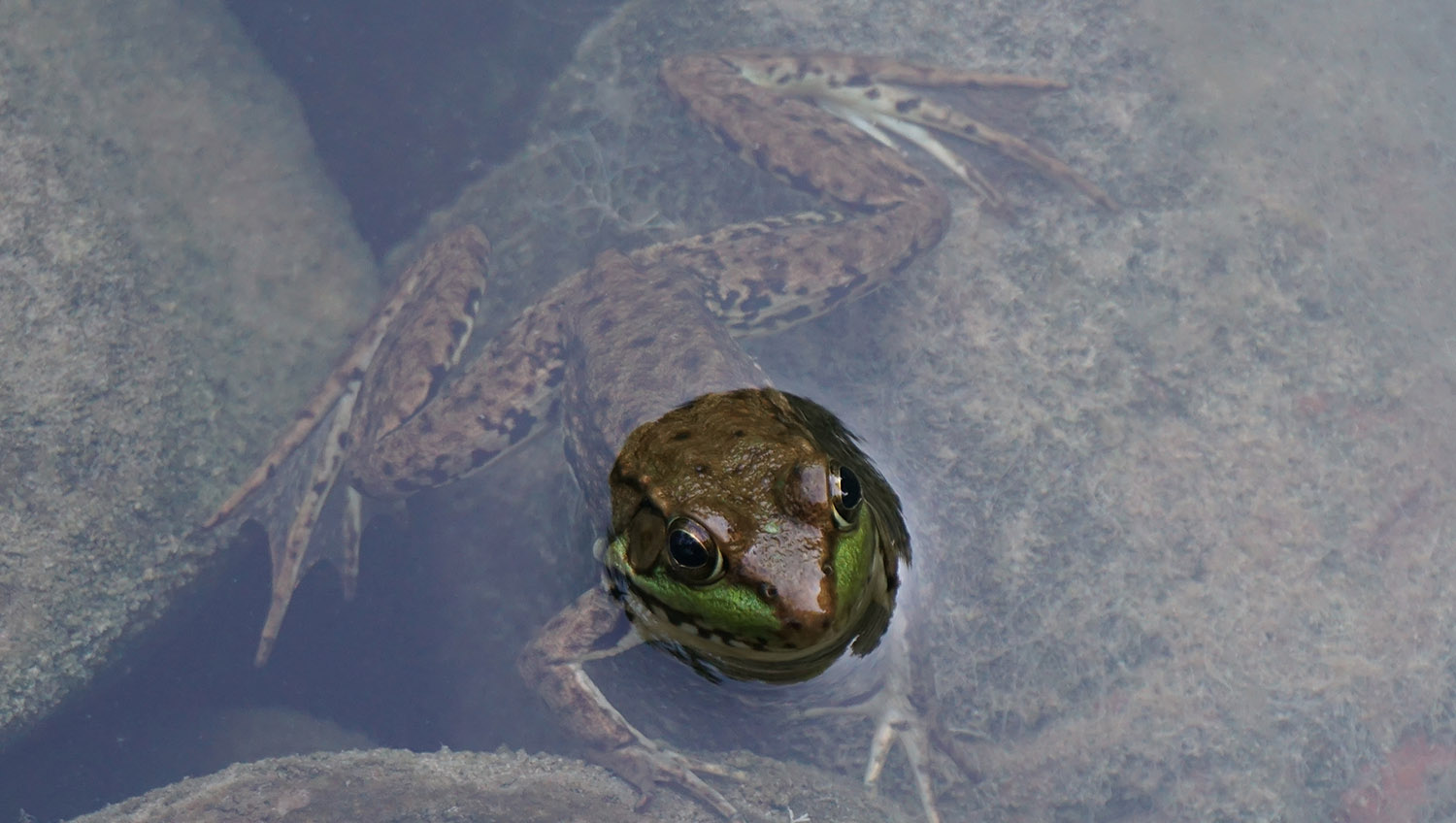 Farm Frogs and Toads » The Christopher Farm & Gardens