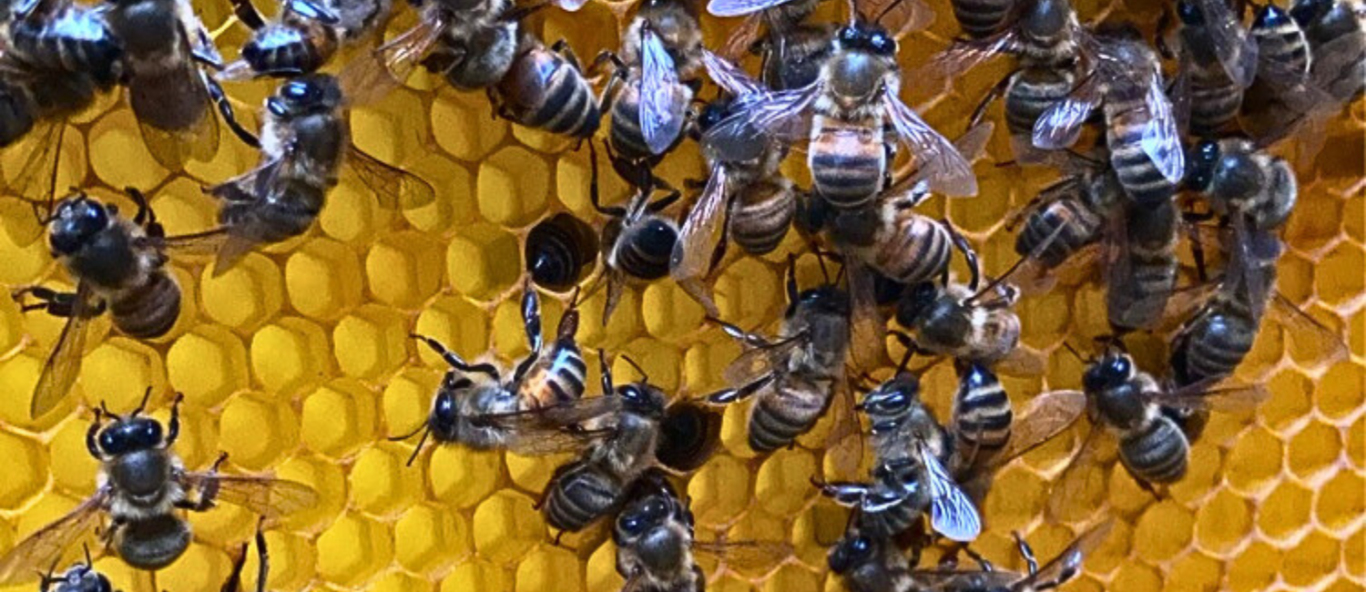 bees on a frame slide image