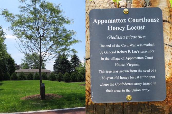 Appomattox Court House Honey Locust