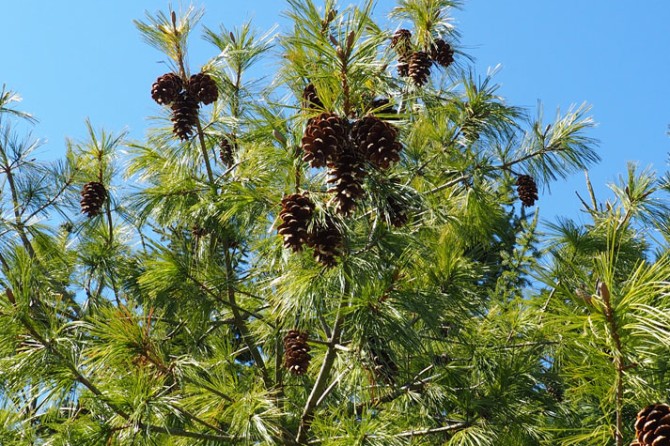 Blue Japanese White Pine