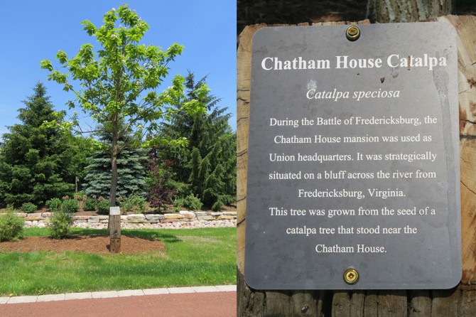 Chatham House Catalpa