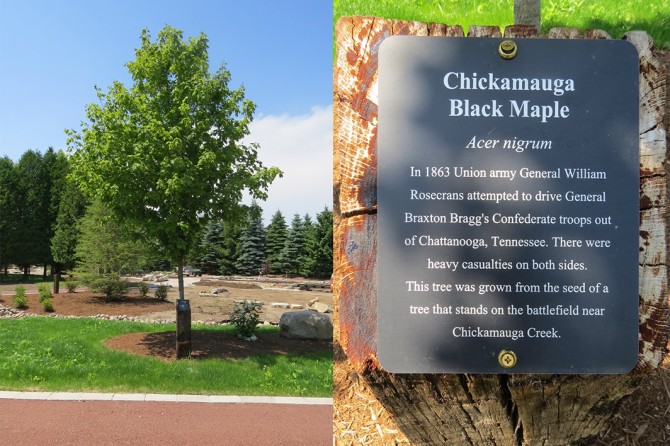 Chickamauga Black Maple