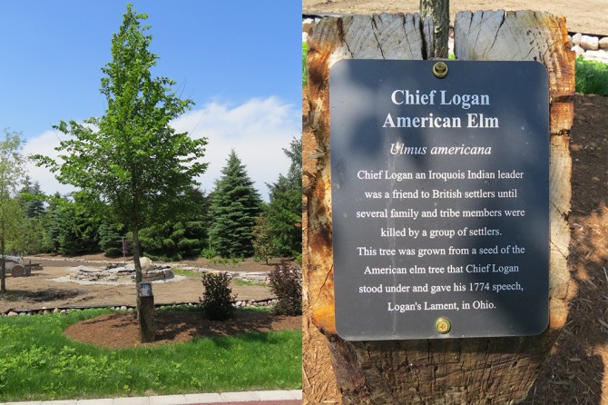 Chief Logan American Elm
