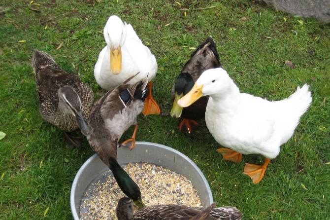 ChildrenFarm Ducks 1 768