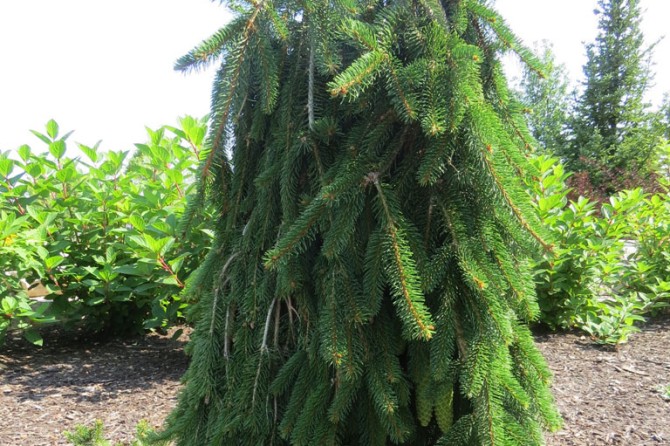 Conifer 1 768