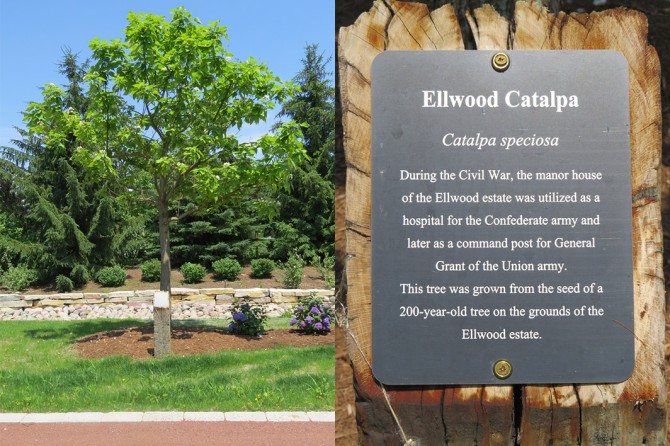 Ellwood Catalpa