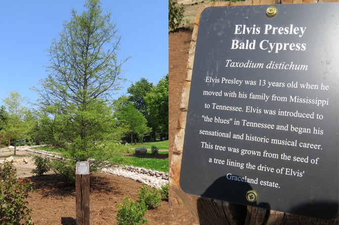 Elvis Bald Cypress