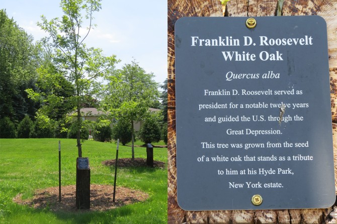 FDR White Oak