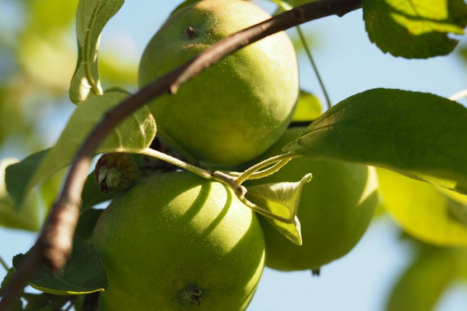 Fruit Orchard 1 768