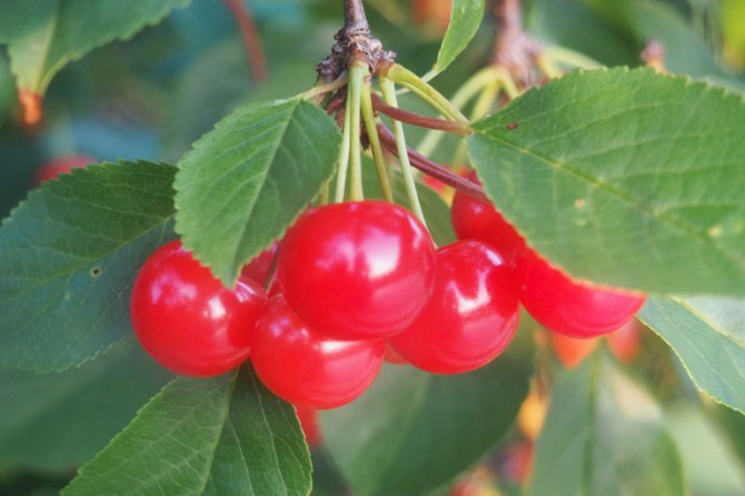 Fruit Orchard Cherries1 768