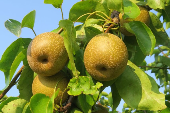 Fruit Orchard Oriantal Pear 1 768