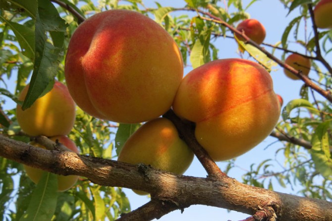 Fruit Orchard peaches 2 768