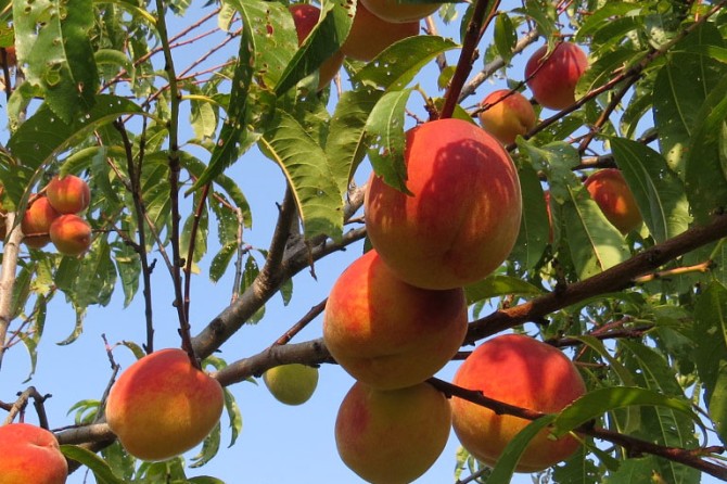 Fruit Orchard peaches 4 768