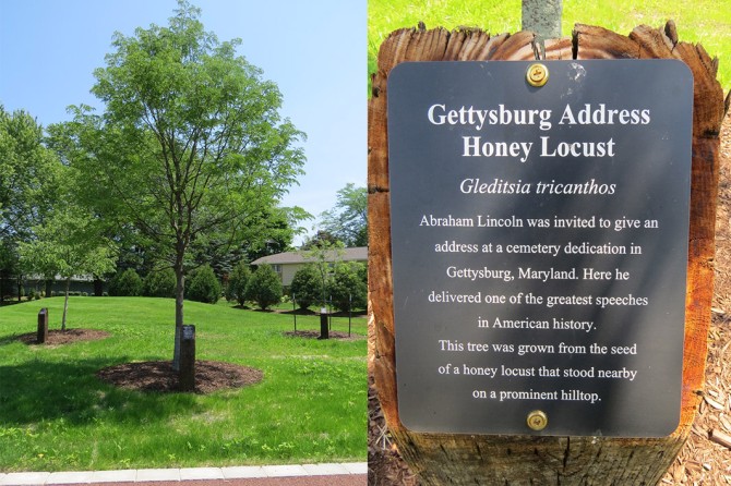 Gettysburg Honey Locust