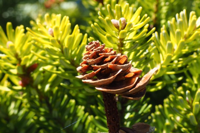 Golden Korean Fir