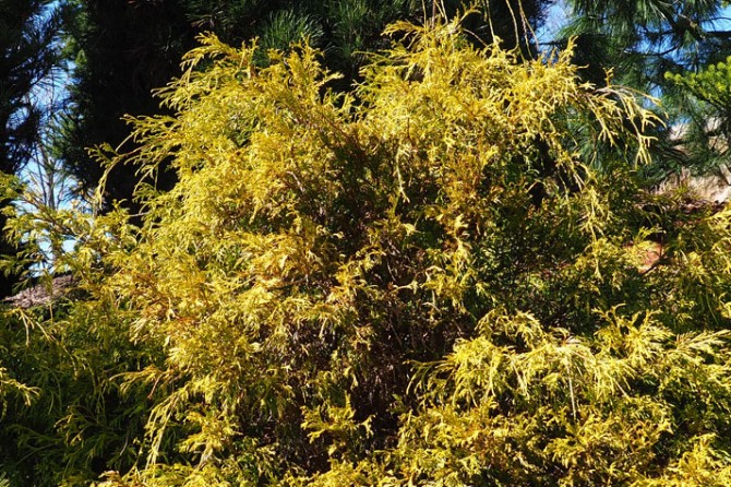 Golden Mop Threadbranch Flasecypress copy