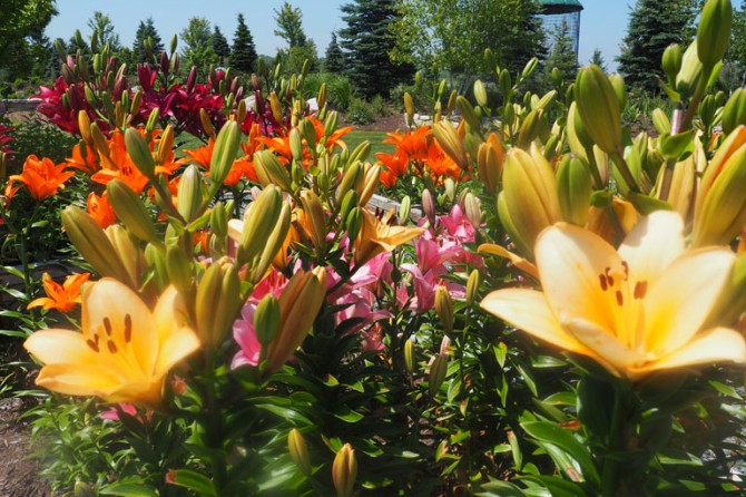 Kaleidoscape Garden 1 768