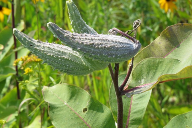 Lakeside Prairie 4 768