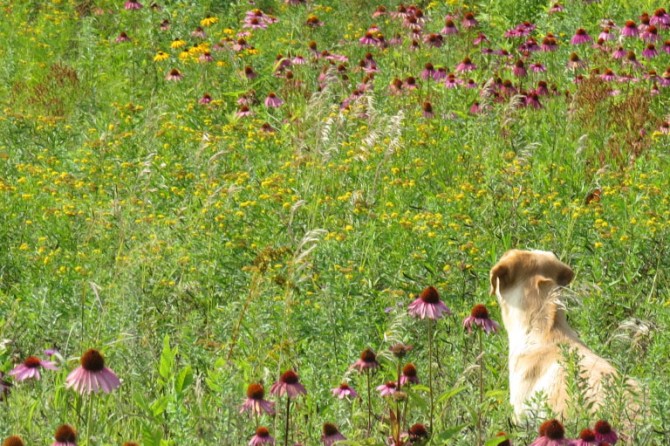 Lakeside Prairie 5 768