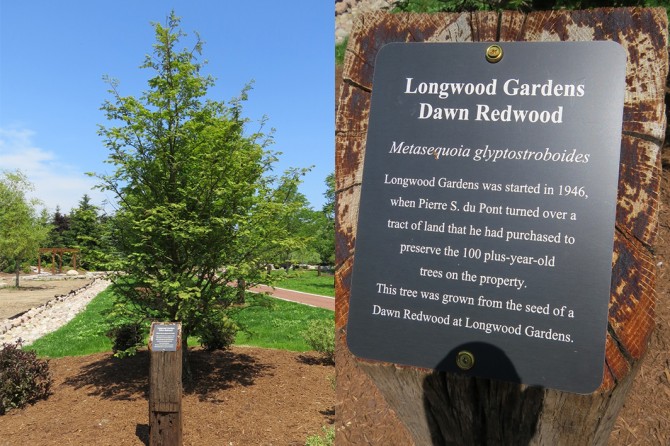 Longwood Gardens Dawn Redwood