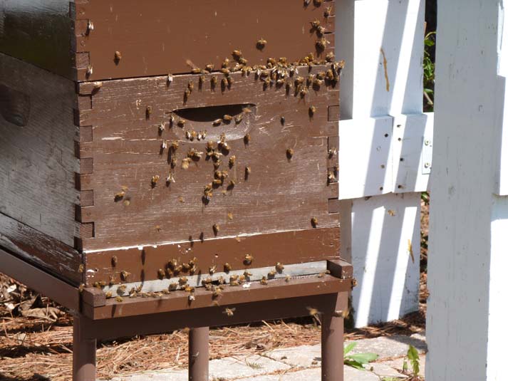 Honey Bees Image