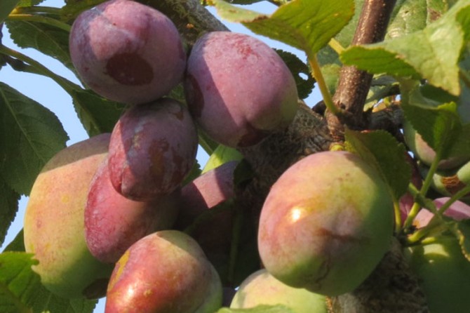 Plums DetailPage GalleryImage 768x535 01