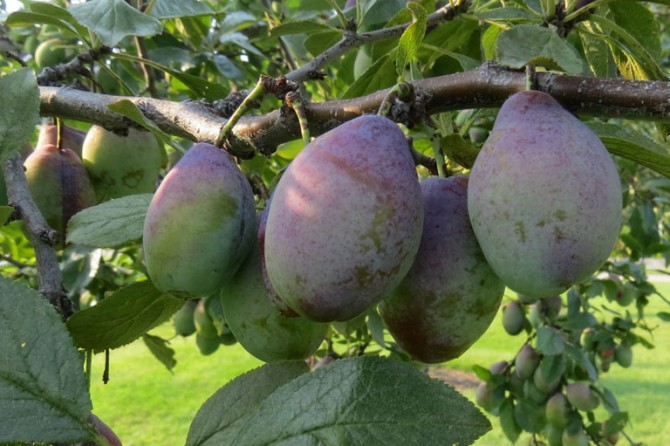 Plums DetailPage GalleryImage 768x535 02