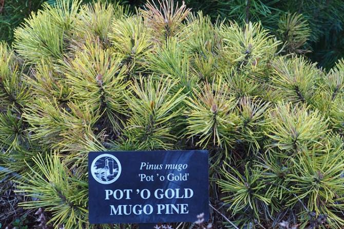 Pot O Gold Mugopine