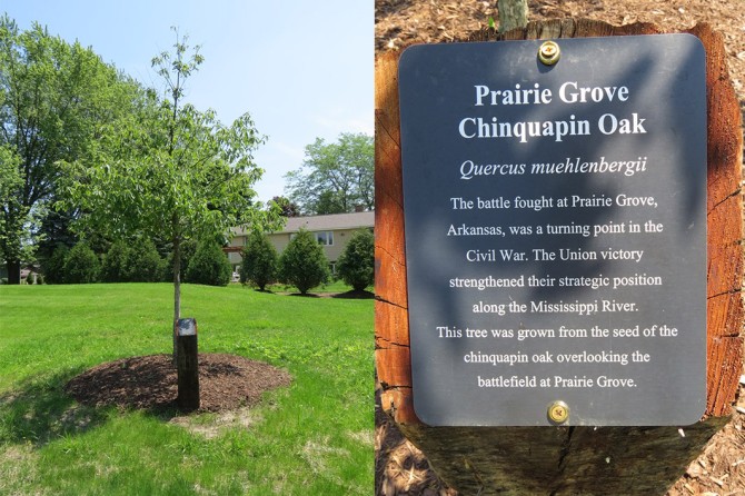Prairie Grove Chinquapin Oak