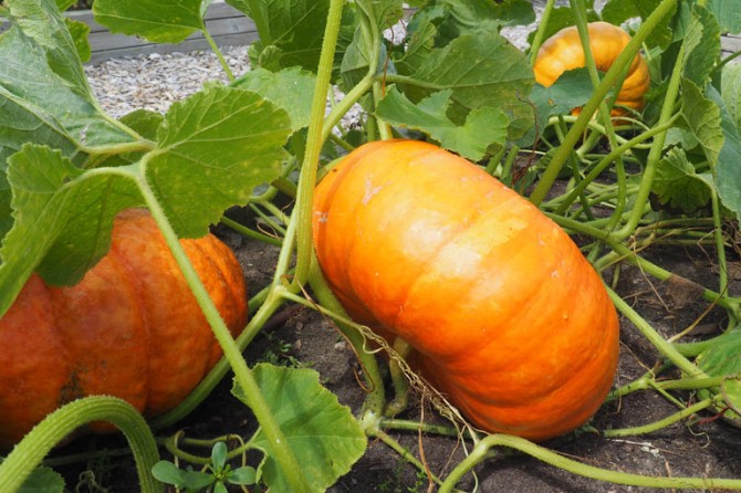 PumpkinPatch DetailPage GalleryImage 768x535 08