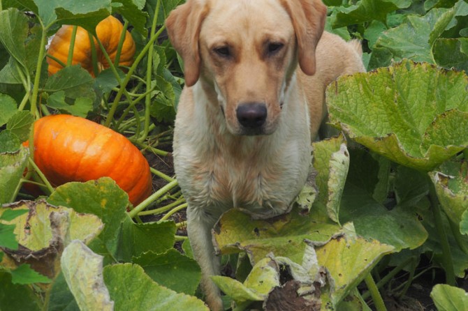 PumpkinPatch DetailPage GalleryImage 768x535 09