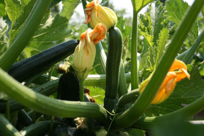 PumpkinPatch DetailPage GalleryImage 768x535 13