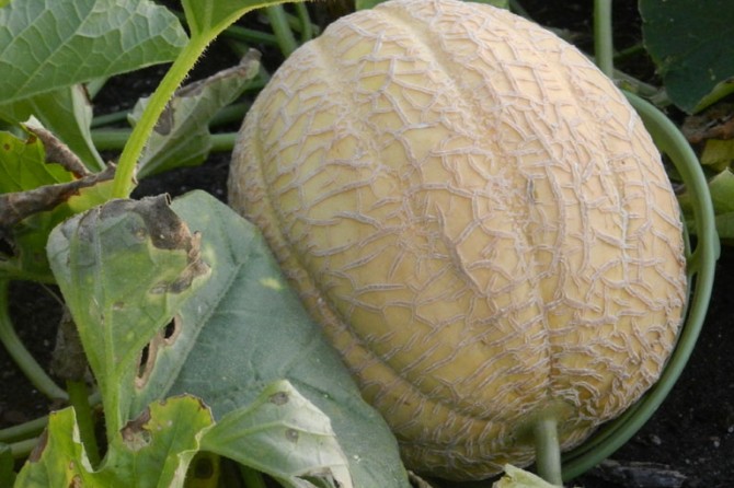 PumpkinPatch DetailPage GalleryImage 768x535 18