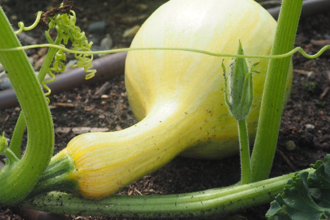 PumpkinPatch DetailPage GalleryImage 768x535 21