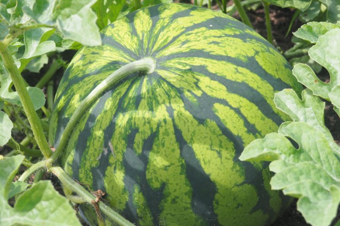 PumpkinPatch DetailPage GalleryImage 768x535 22