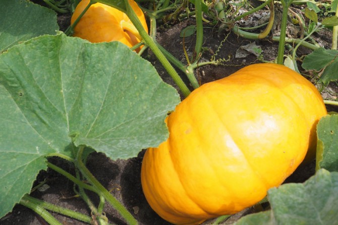 PumpkinPatch DetailPage GalleryImage 768x535 23