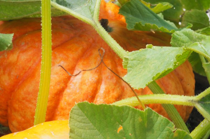 PumpkinPatch DetailPage GalleryImage 768x535 24