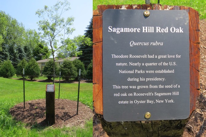 Sagamore Hill Red Oak