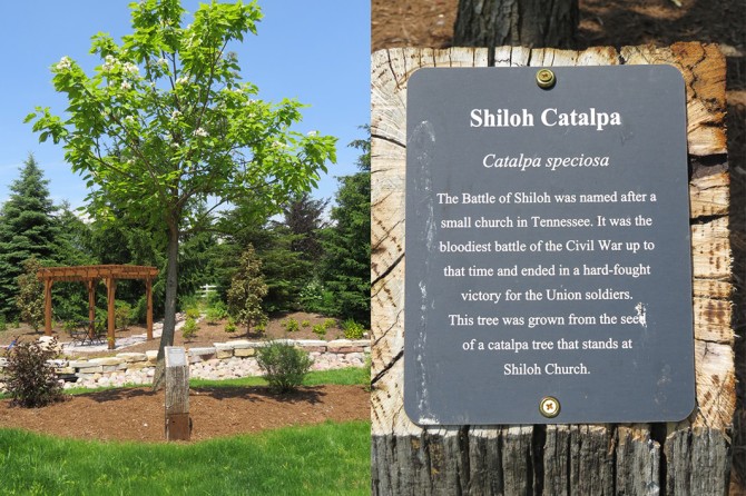 Shiloh Catalpa