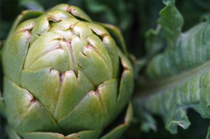 artichoke