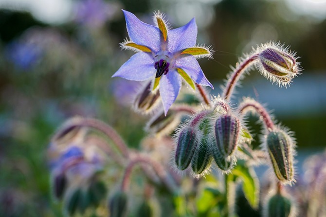 borage copy