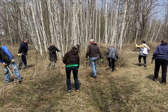 clearing honeysuckle